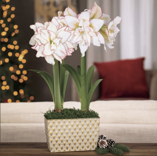 two amaryllis in pot